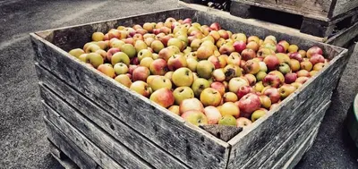 Gravensteiner, vars ursprung är osäkert, har varit känd sedan 1669.