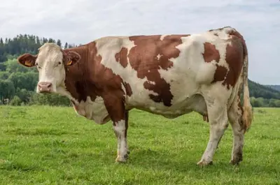 Comté är en fransk hårdost som endast får produceras i Jura-distriktet.