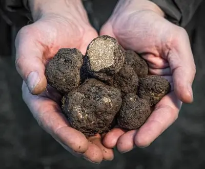 Pecorino Moliterno al Tartufo -- en lagrad tryffelpecorino i…