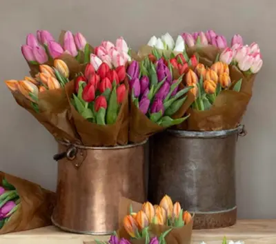 Cheddarhjärta från Lancashire, England.