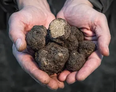 Moliterno al Tartufo - En av världens bästa tryffelostar!