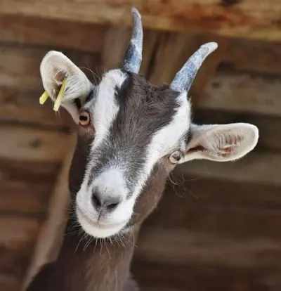 Vit Caprin - En härlig svensk ost!