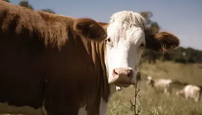 Rökt Vesterhavsost.