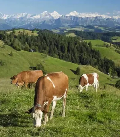 I vackra Emmental, Schweiz finner man osttillverkaren Jumi.