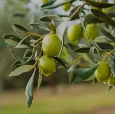 Skapa magi i köket med serien från Dell' Artista.