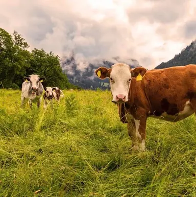 Rougette är något så himmelskt som en rödkittsost med tillsats av extra grädde\!