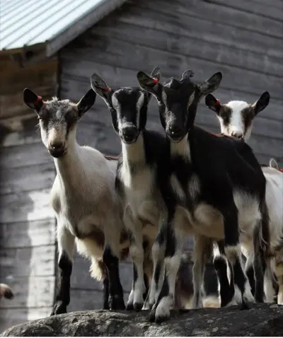 Vit Caprin är en svensk getost som utvecklades under 1970-talet.