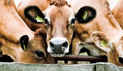 Rökt Vesterhavsost.